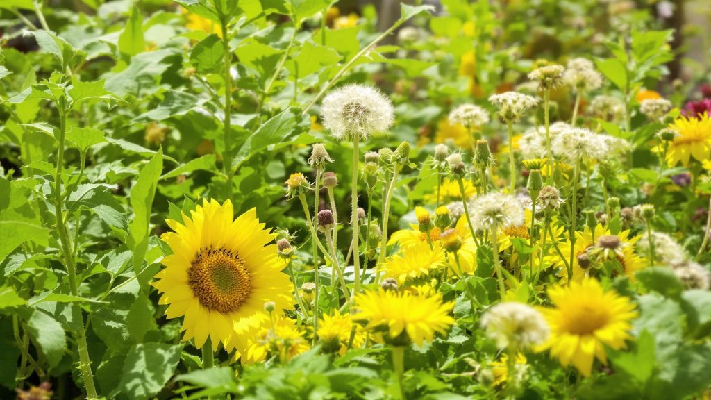 Wellness tools for hormone reset including herbal teas, seed cycling jars, and castor oil packs.