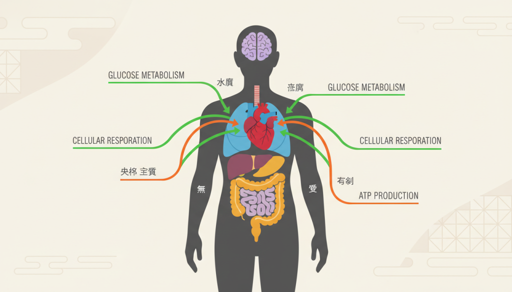 Anatomical diagram demonstrating basal metabolic rate organs and systems requiring energy for calorie deficit calculation planning.